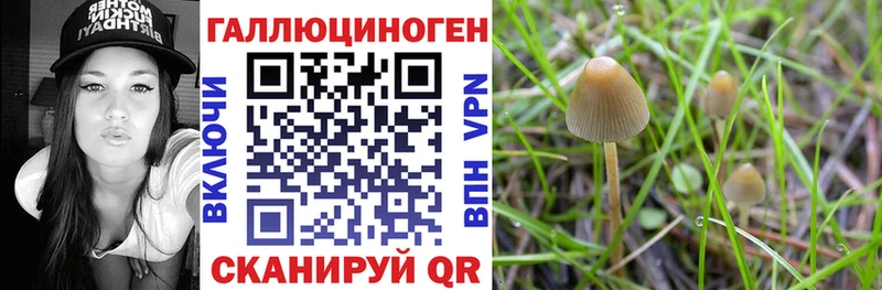 Купить где  Кремёнки  Псилоцибиновые грибы прущие грибы 